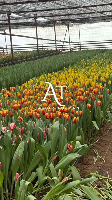 Тюльпаны оптом Алматы