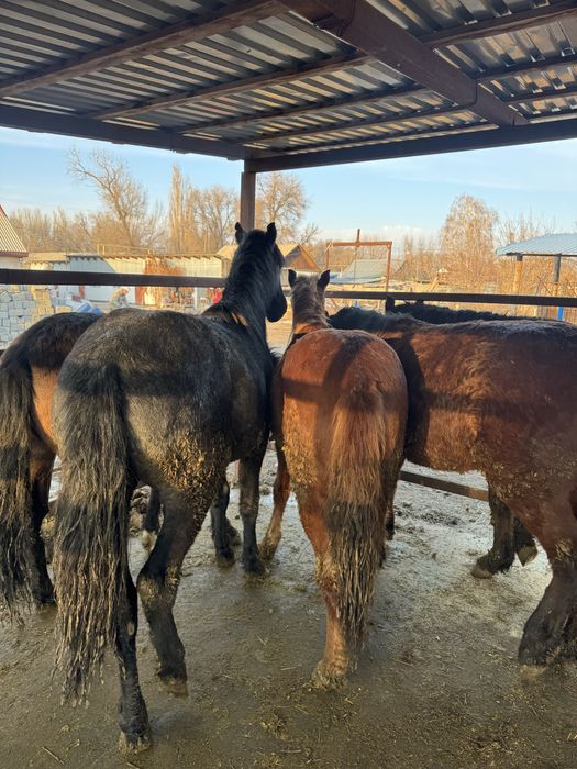 Семіз құнпндар сатылады