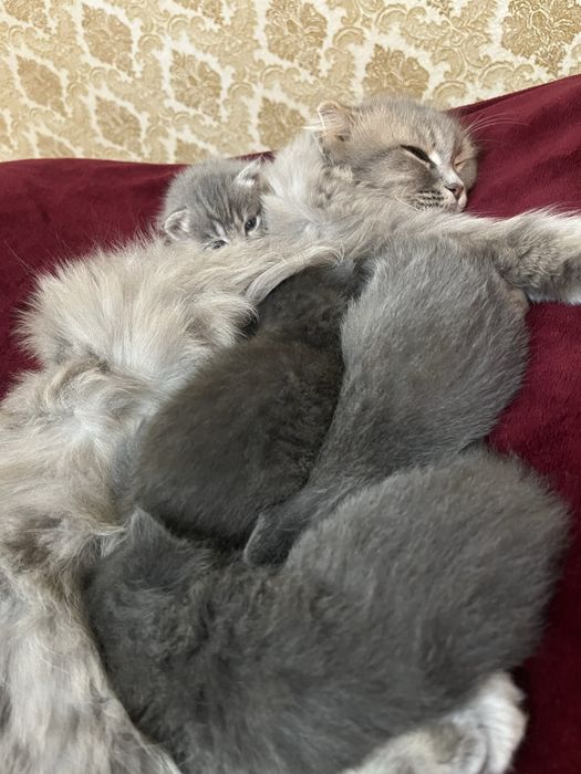 Котенок вислоухие