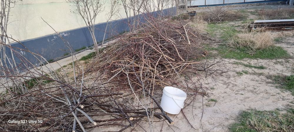 Дрова бесплатно! Отын тегін!