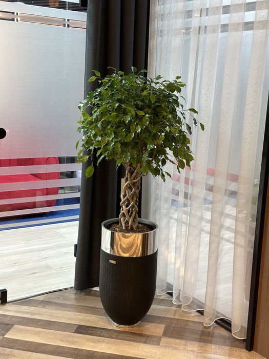 Растения премиум класса