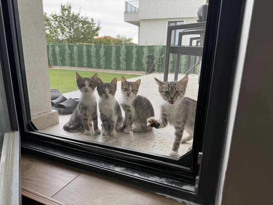 Подарявам котенца