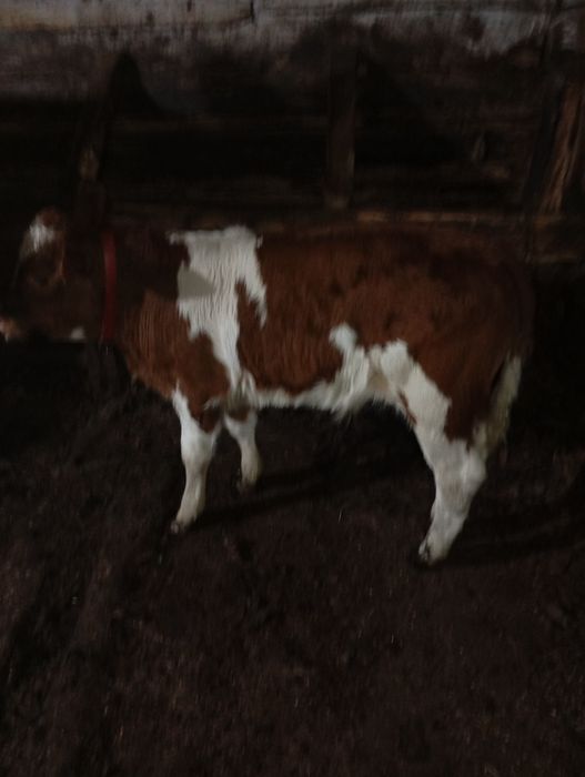 Vacă cu vițel de vânzare