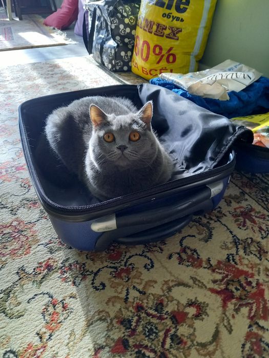 Отдам в добрые руки кошку британку