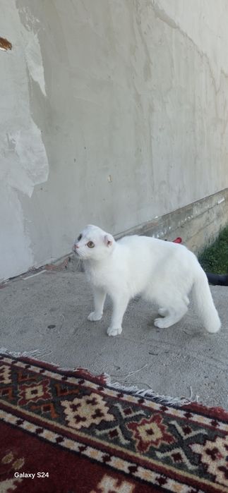Кошка шотланка мальчик