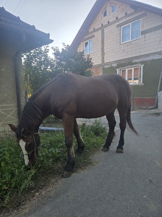 Vând cal sau schimb cu oi