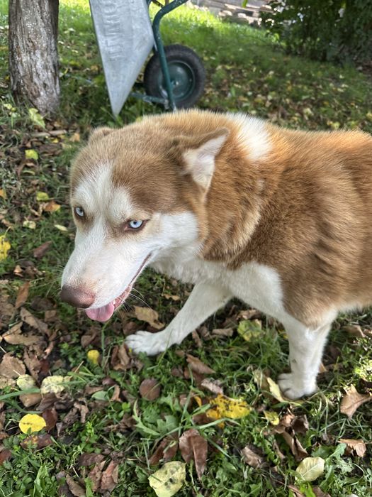 Adoptie husky pereche