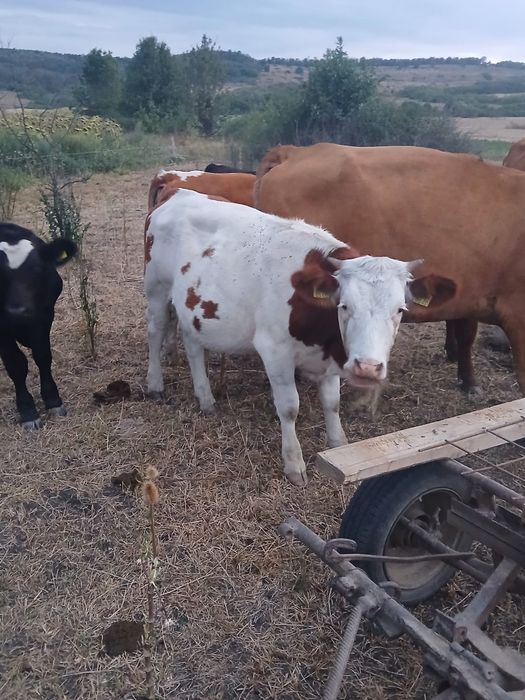 Vand 4 vitele baltate