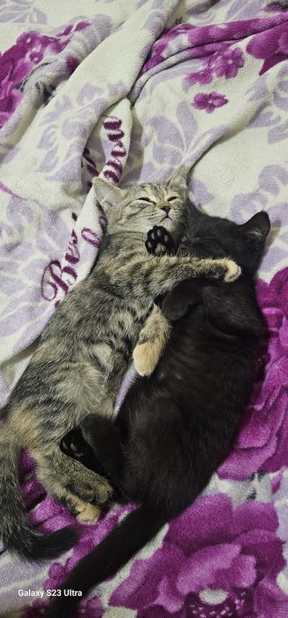 Отдам в хорошие руки
