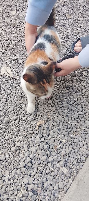 Отдадим кошку бесплатно