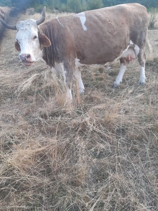 Vand vaca de taiat nefatata de 2 ani.