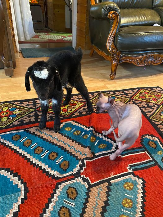 Tap de vânzare  10 luni