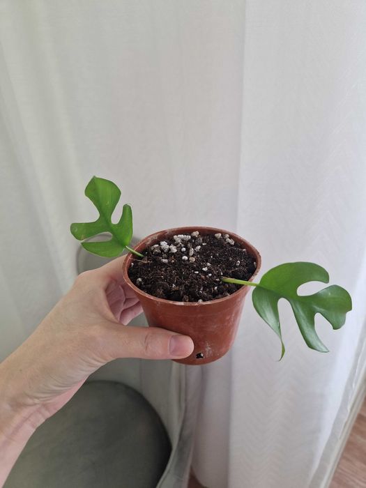 Рафидофора черенок