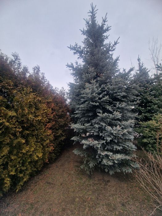 Проются голубые ели