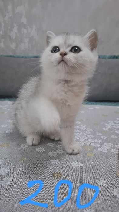 Котята шиншилла серебро и золото