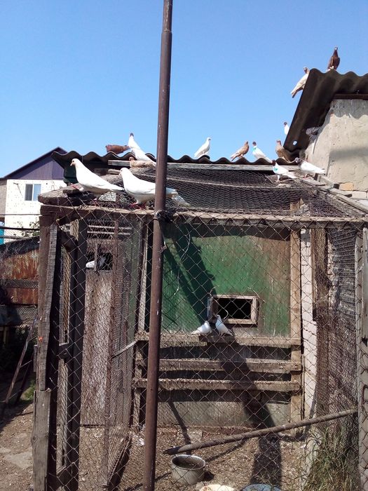 Продам домашних голубей