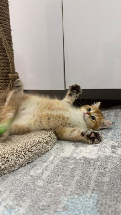 Золото британские  котята