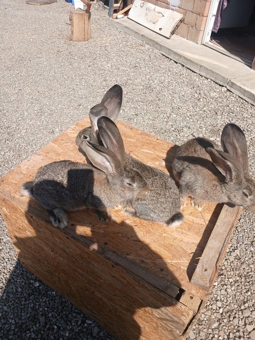 Iepuri uriaș german