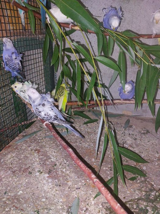 Peruși Hogoromo de vânzare