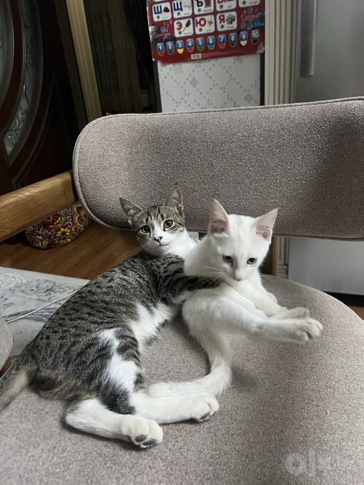 Домашние котята, отдам в хорошие руки