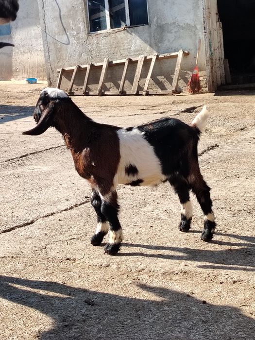 Țăpisor anglo nubian