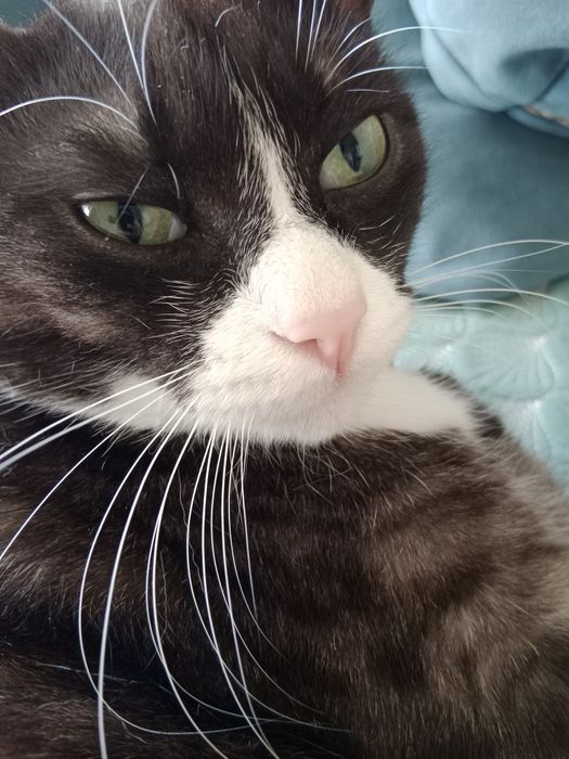 Отдам кота бесплатно