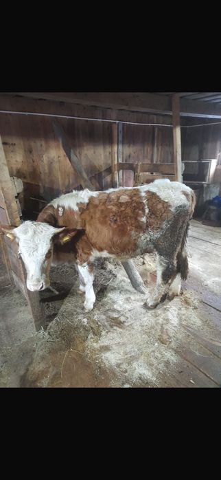 Vând vitica bălțata