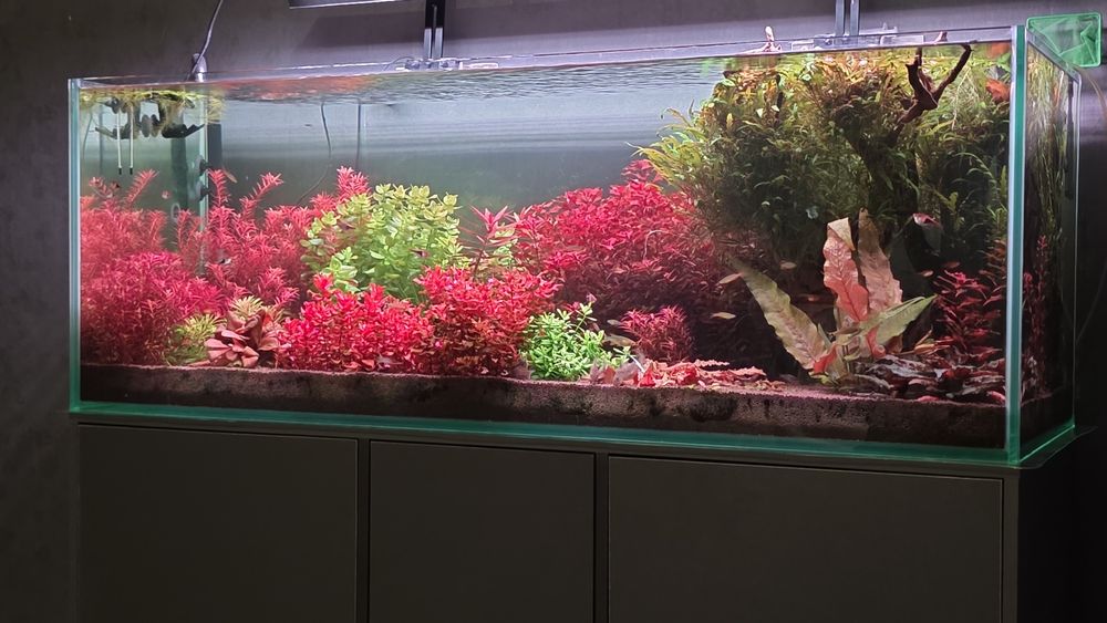 Аквариумные ростения