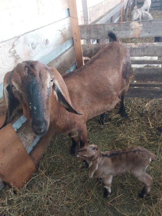 Vând 3 capre anglonubiane