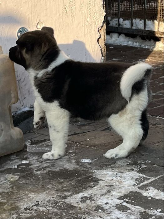 Щенки американской  акиты