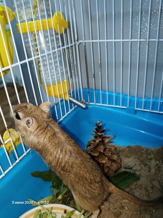 Продам белок песчанных