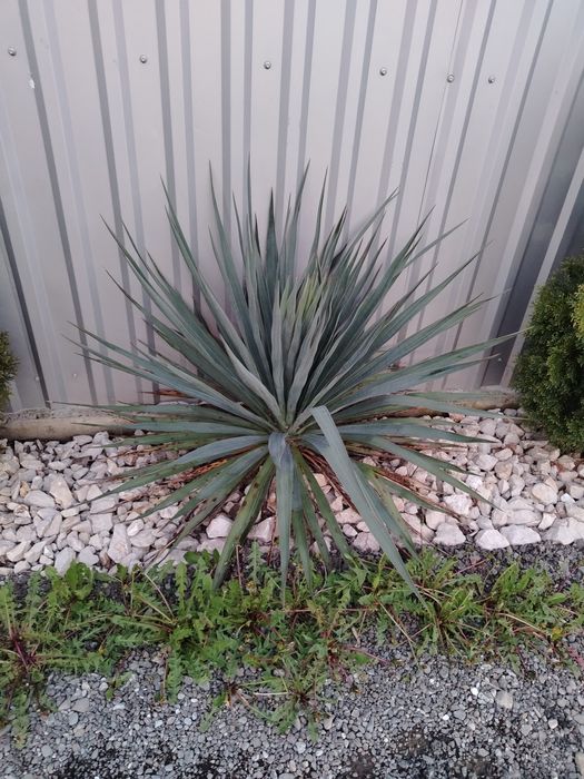 Yucca  naturala.