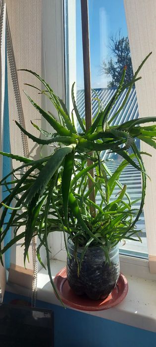 Алое лекарственное 7летние