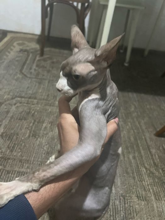 Sfinks mushugi 8 oylik