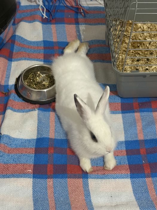Продам домашнюю крольчиху