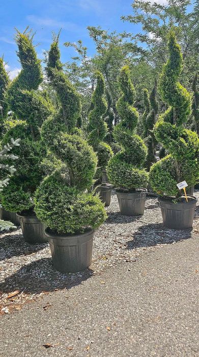 Plante ornamentale diferite specii si dimensiuni livrare gratuita în toată România