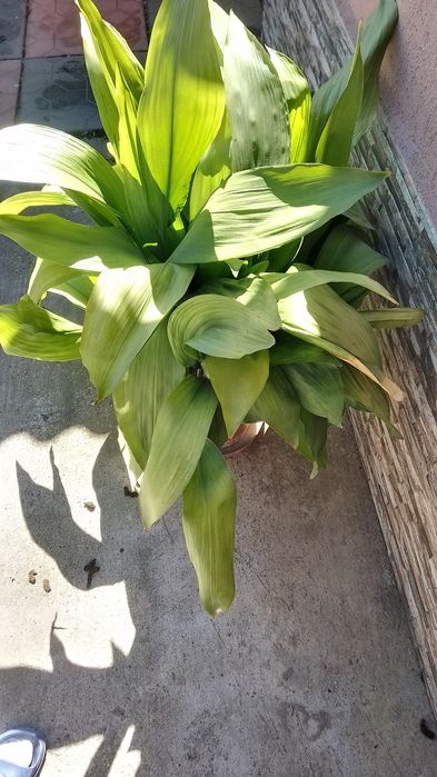 Aspidistra elatior de vanzare