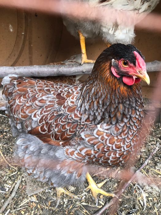 Вияндот золото товуклари