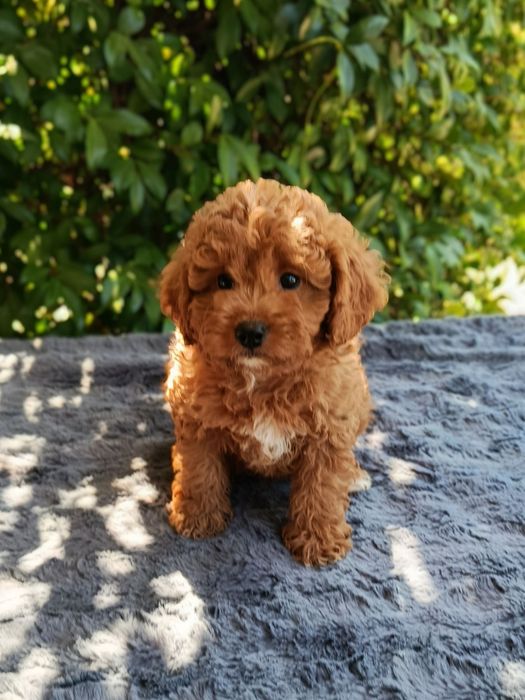 Кавапу /  Cavapoo