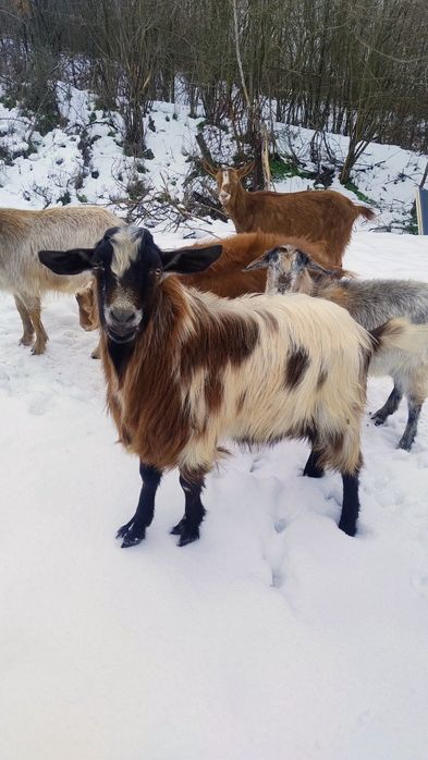 Vând capre tinere !