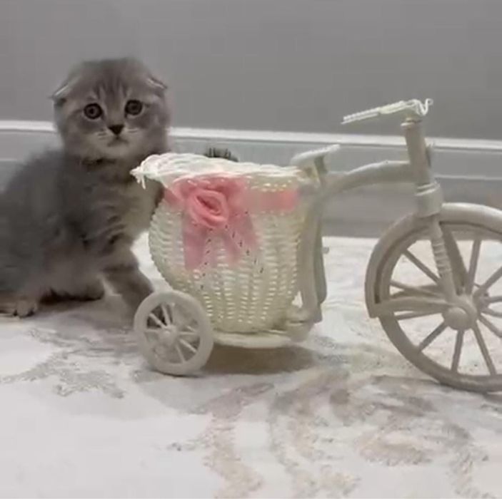 Продаётся милая кошечка, 1,5 месяца