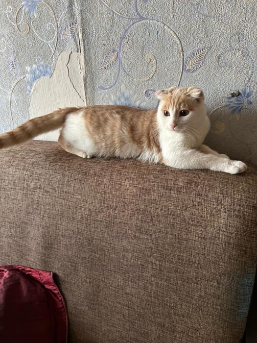 Отдам кота в хорошие руки