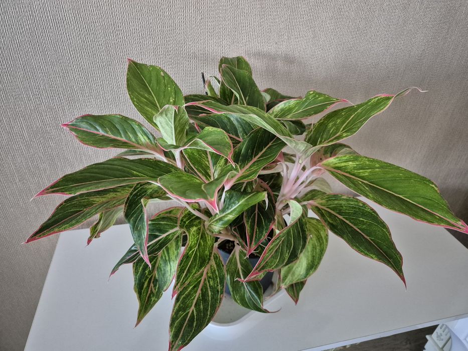 Продам колеусы., аглаонема