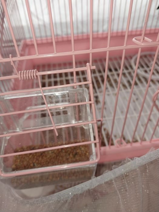 Волнистые попугай