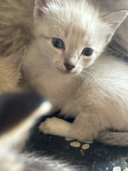 Милые котята два мальчика и девочка 1.5 мес