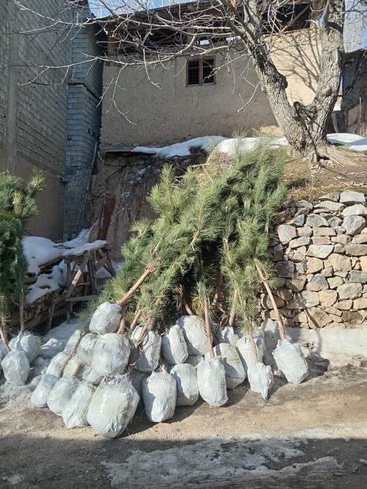 Крим арча кучатлари сотилади