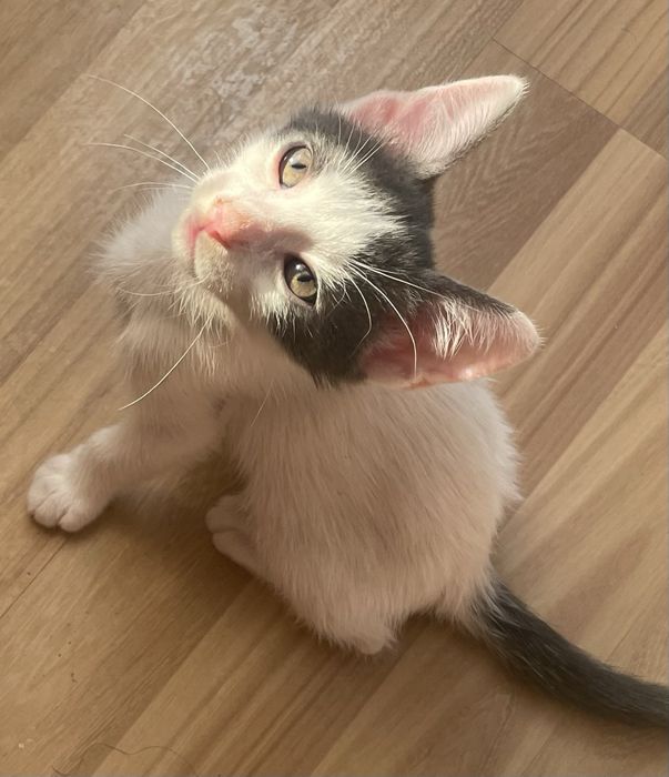 Donez motan alb cu gri si cu ochii verzi