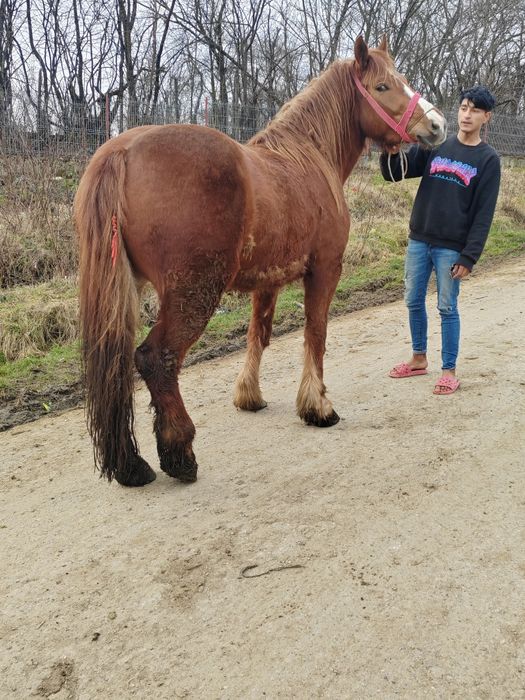 Vând manza de 3 ani