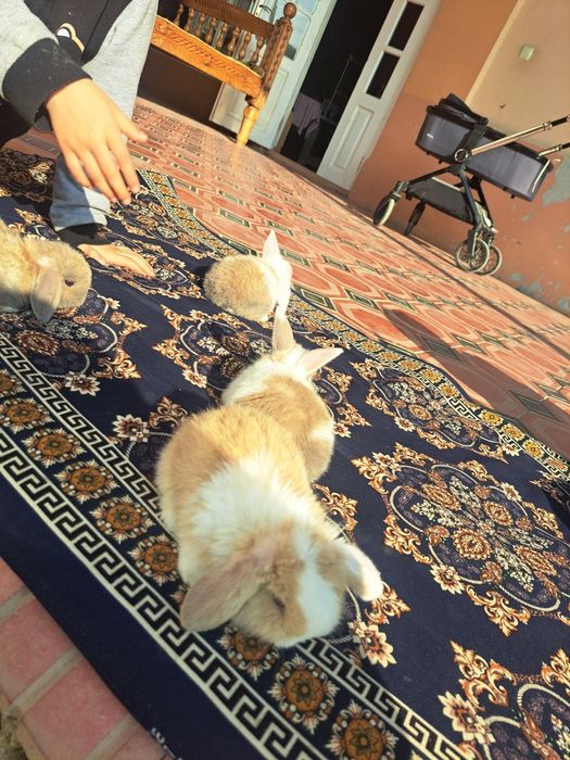 Карлик қуён болалари сотилади. Продаются карликовые крольчата.