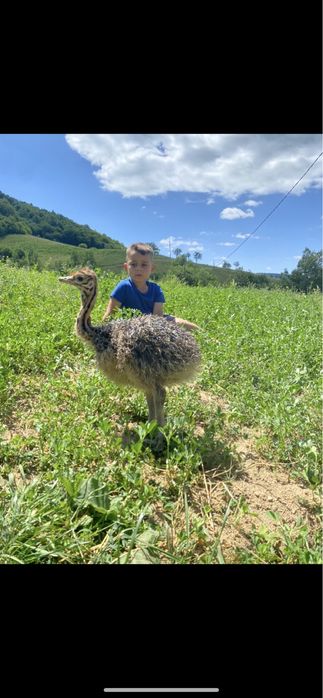 Pui de struti la 30 de zile